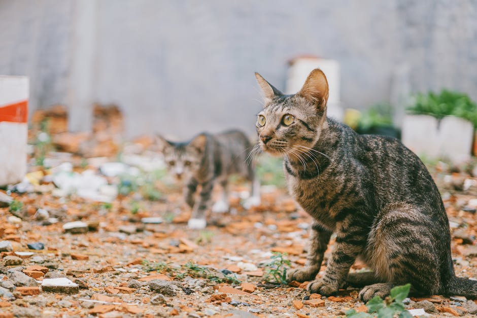 Katzen bringen Mäuse ins Haus aus Jagdinstinkten