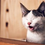 Katzenjagd: Warum Katzen Mäuse nach Hause bringen
