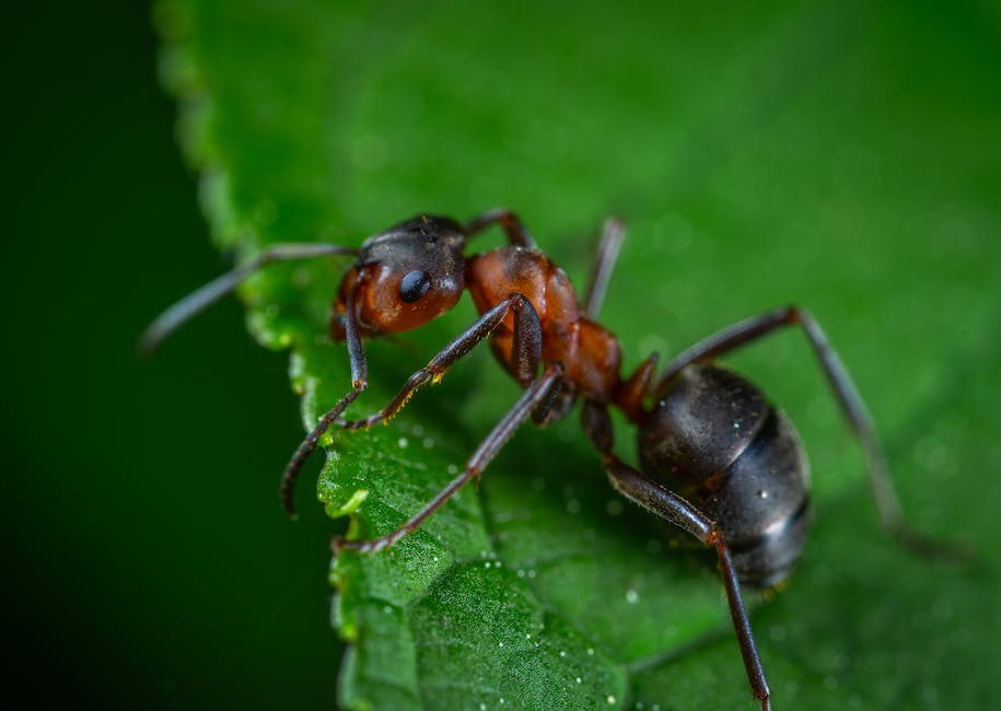 Ameisen im Haus bekämpfen