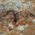 Ameisen im Haus loswerden mit Hausmitteln