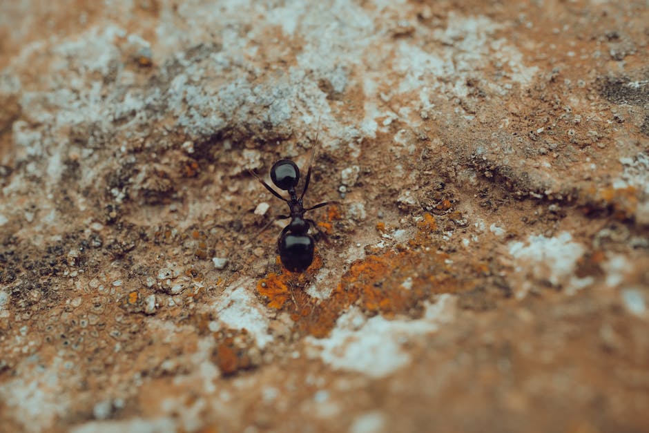 Ameisen im Haus loswerden mit Hausmitteln