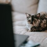 Katze nicht nach Hause kommen - Tipps zur Lösung