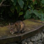 Tipps für den Umgang mit vermissten Katzen