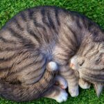 Tipps für Besitzer von Katzen, wenn deren Katze nicht nach Hause kommt