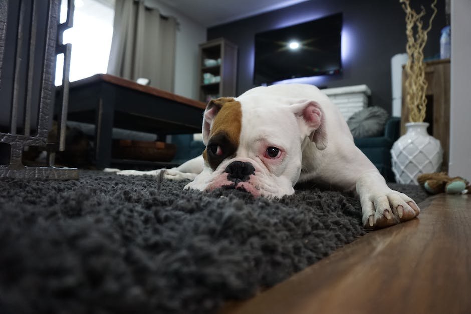 Hund alleine zu Hause halten: Wie lange ist möglich?