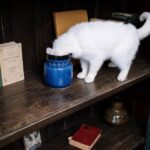 Katzen im Haus lassen: Wie lange ist sinnvoll?