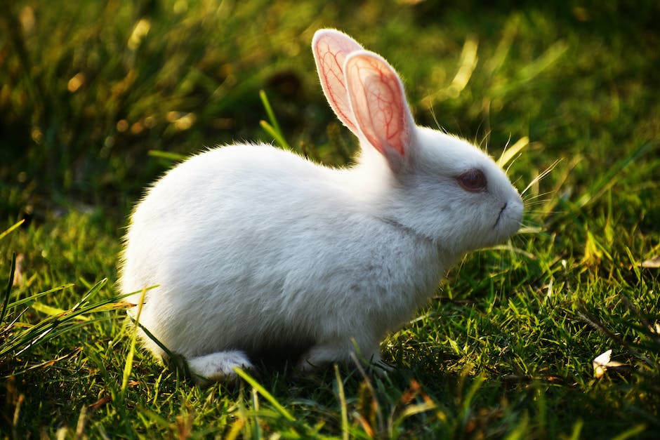Kaninchen Lebenserwartung zu Hause